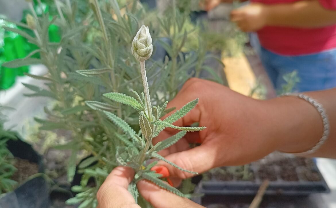 huertos en el Plan 2040